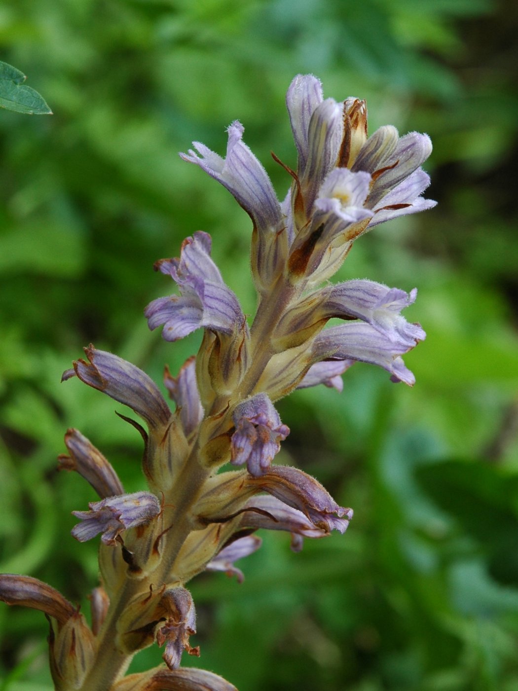 Phelipanche (Orobanche) purpurea / Succiamele azzurro